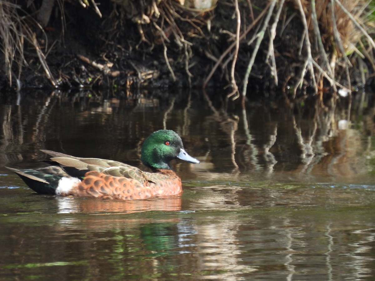 Chestnut Teal - ML634990088