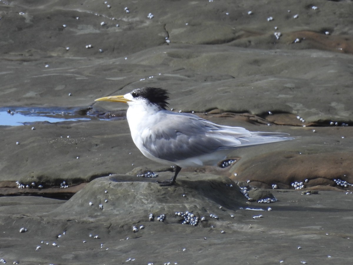 Great Crested Tern - ML634990106
