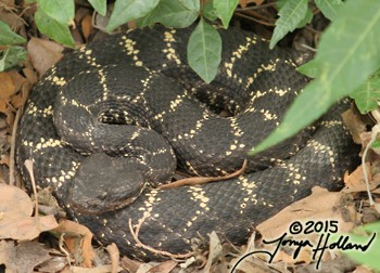 Arizona Black Rattlesnake - ML634990193