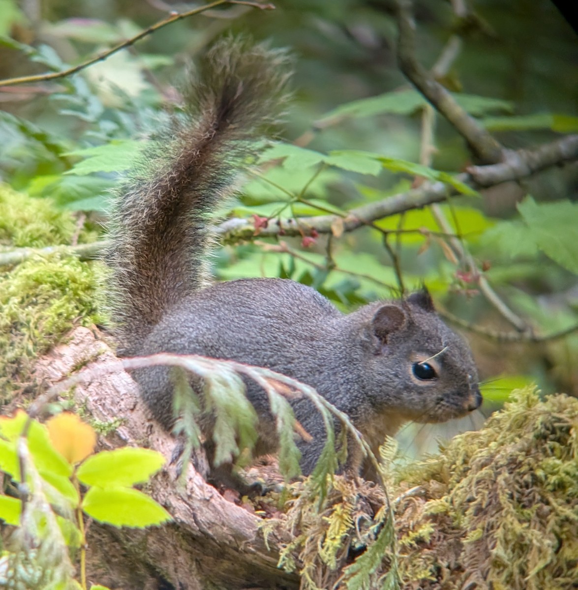 ダグラスリス - ML634990207