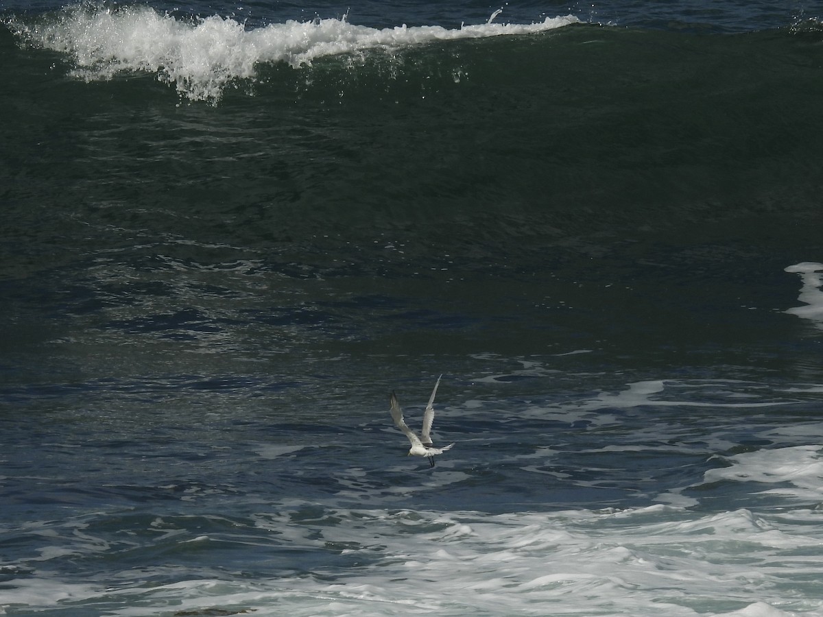 Great Crested Tern - ML634990213