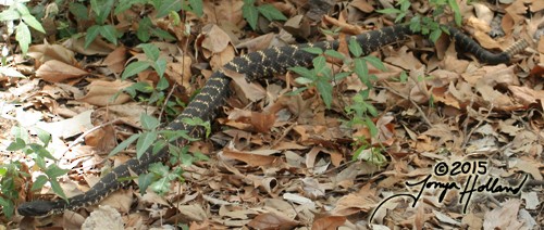 Arizona Black Rattlesnake - ML634990217