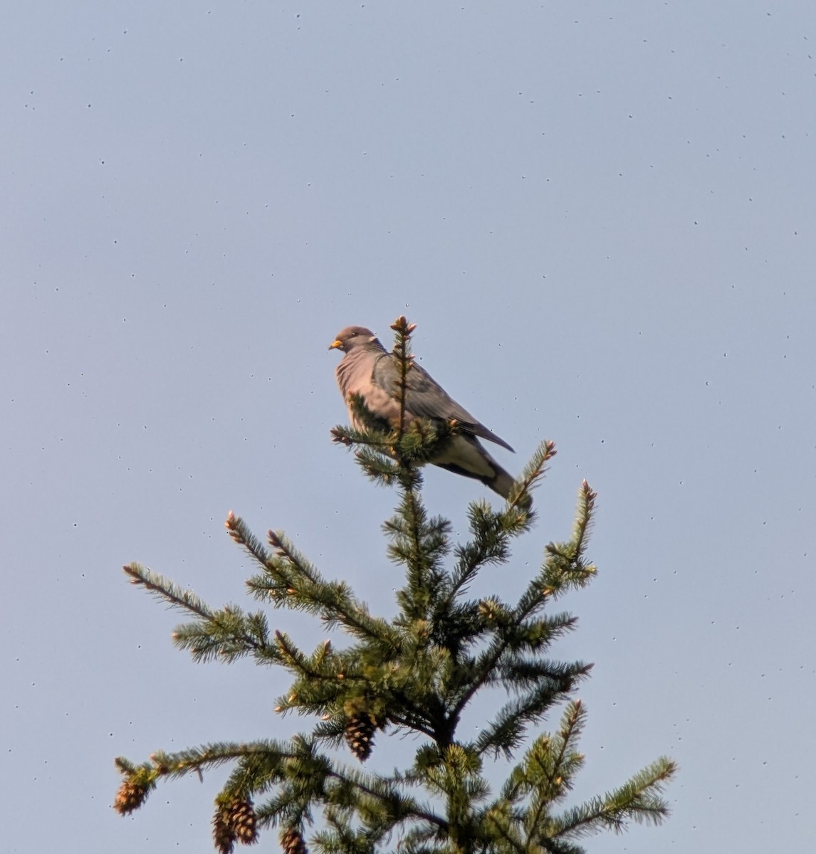 オビオバト（fasciata グループ） - ML634990368