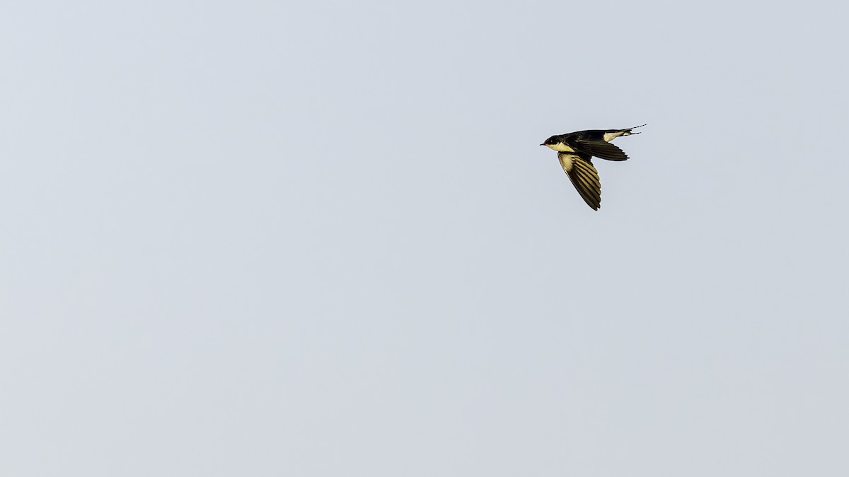 Ethiopian Swallow - ML634990667