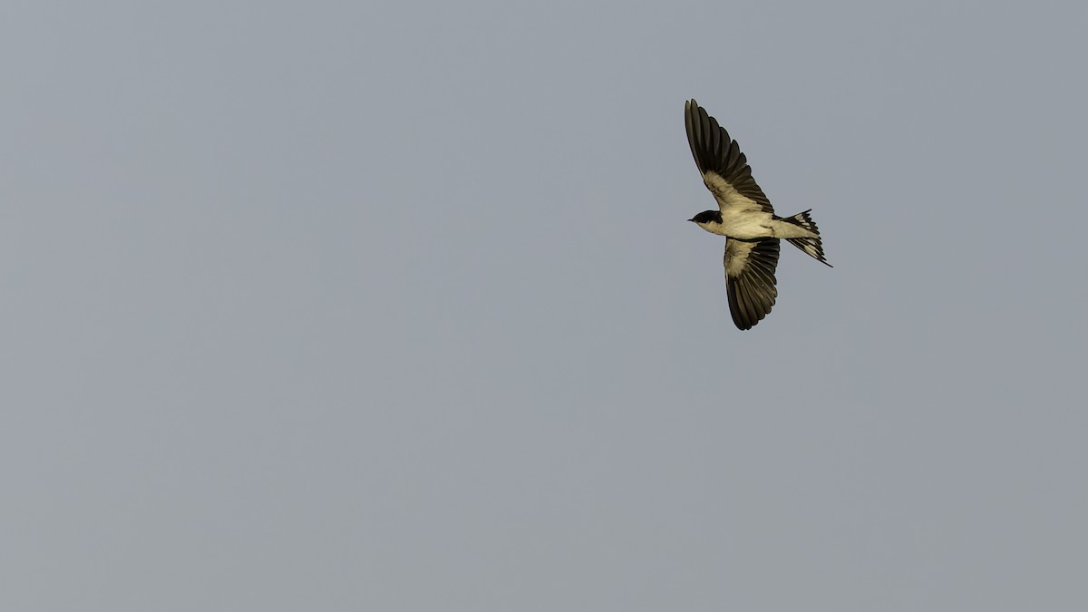 Ethiopian Swallow - ML634990678