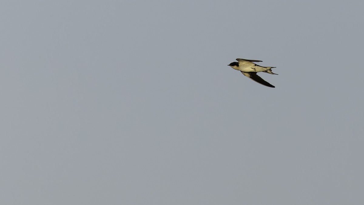 Ethiopian Swallow - ML634990679