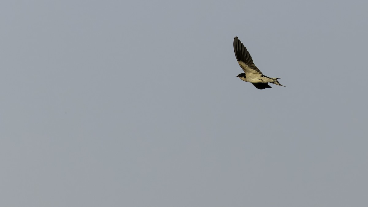 Ethiopian Swallow - ML634990680