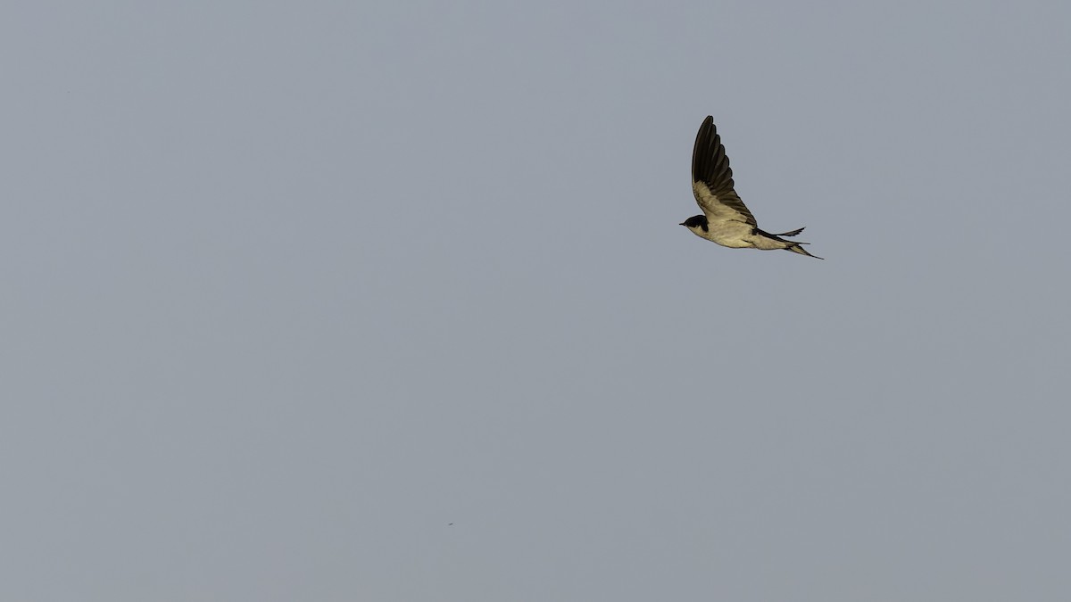 Ethiopian Swallow - ML634990681