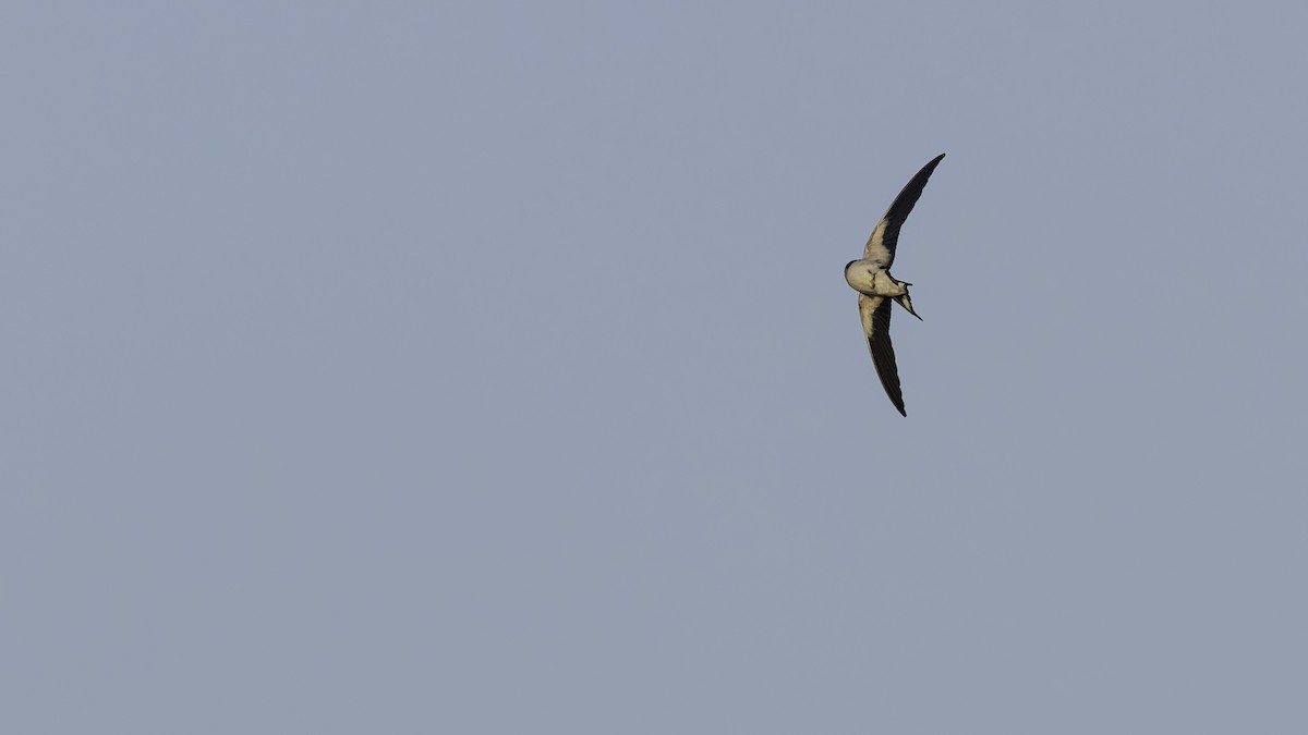Ethiopian Swallow - ML634990682