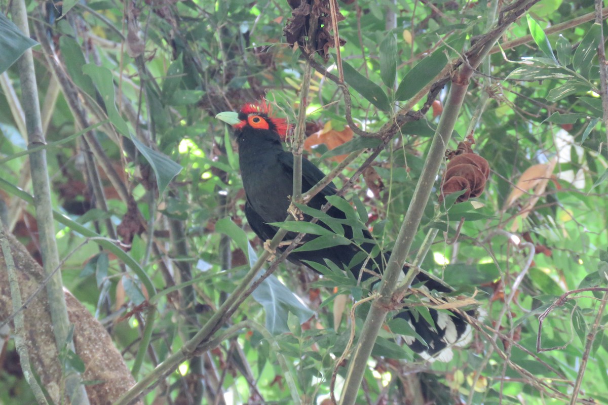 Red-crested Malkoha - ML634990753