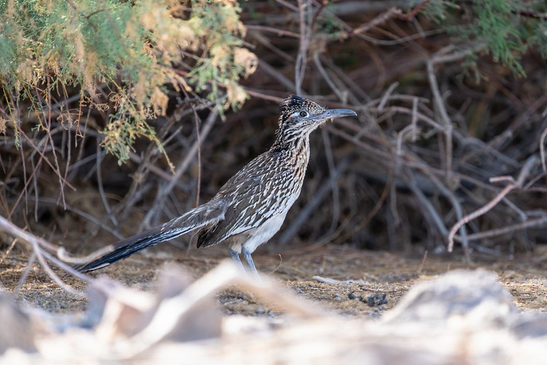 Greater Roadrunner - ML634990769
