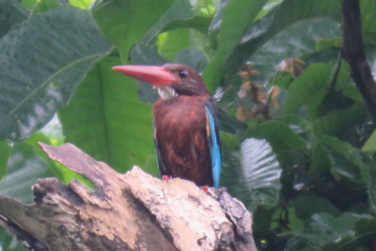 Brown-breasted Kingfisher - ML634990780