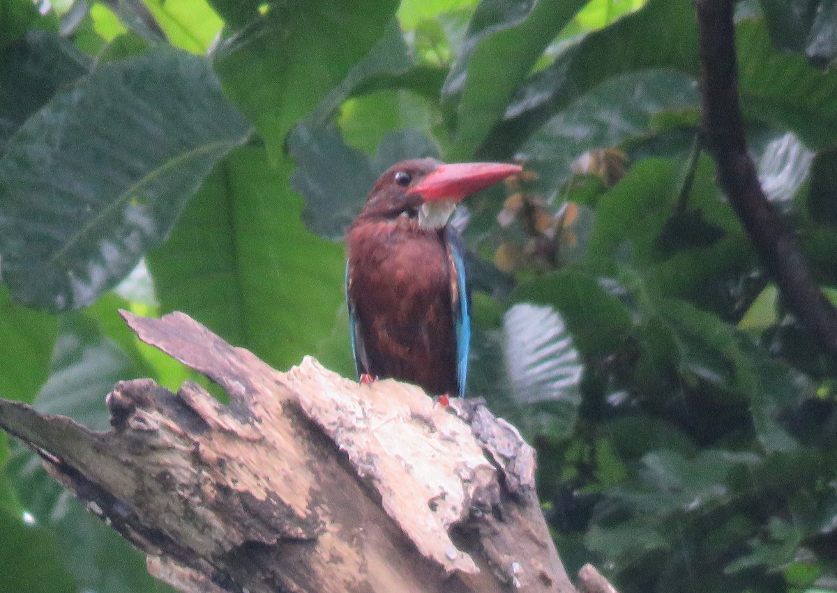Brown-breasted Kingfisher - ML634990781