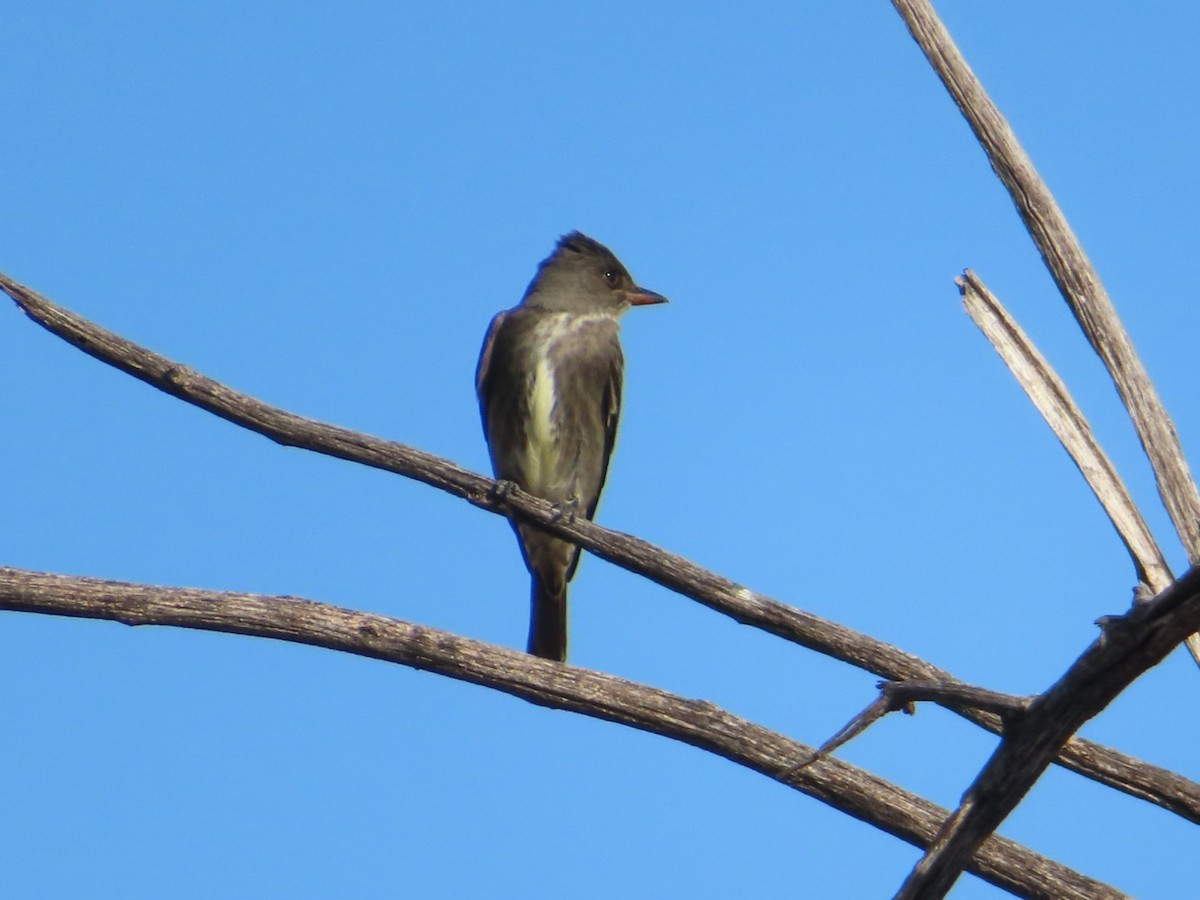 tyranovec severský - ML634990816