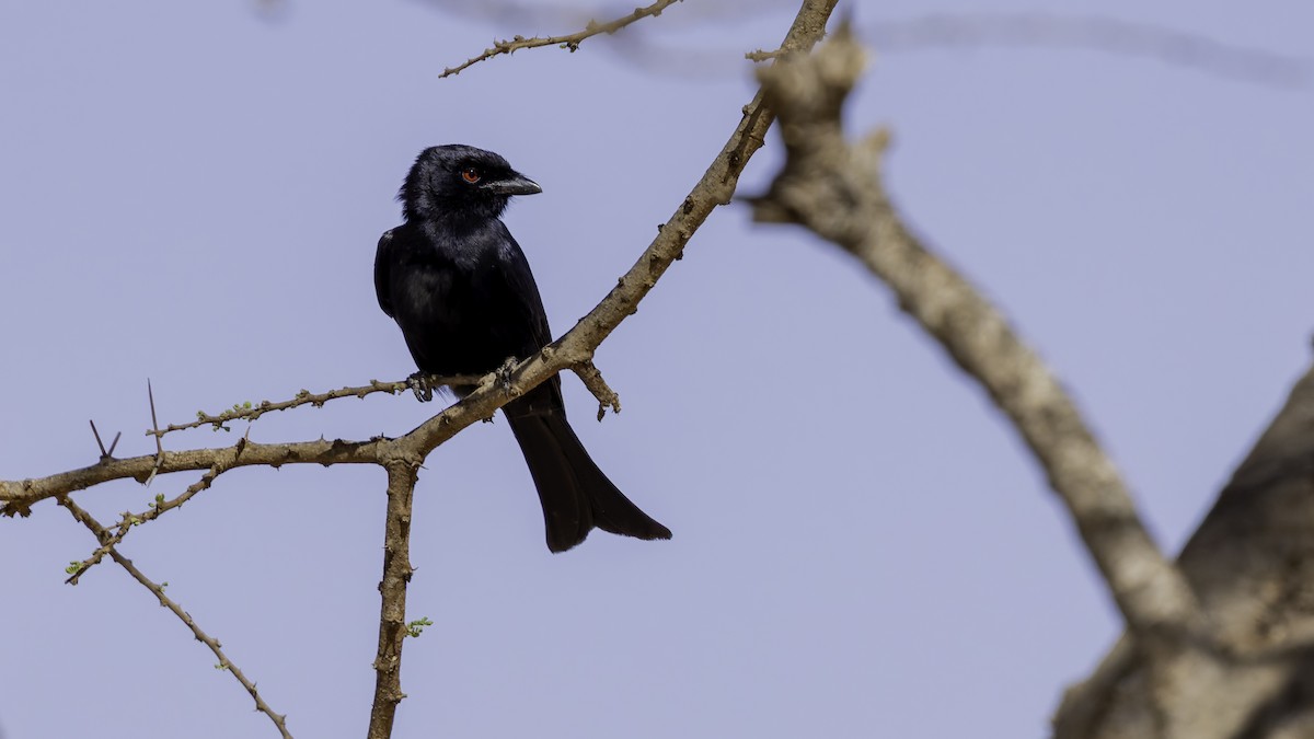 Fork-tailed Drongo (Glossy-backed) - ML634990817