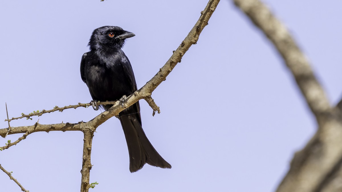 Fork-tailed Drongo (Glossy-backed) - ML634990818
