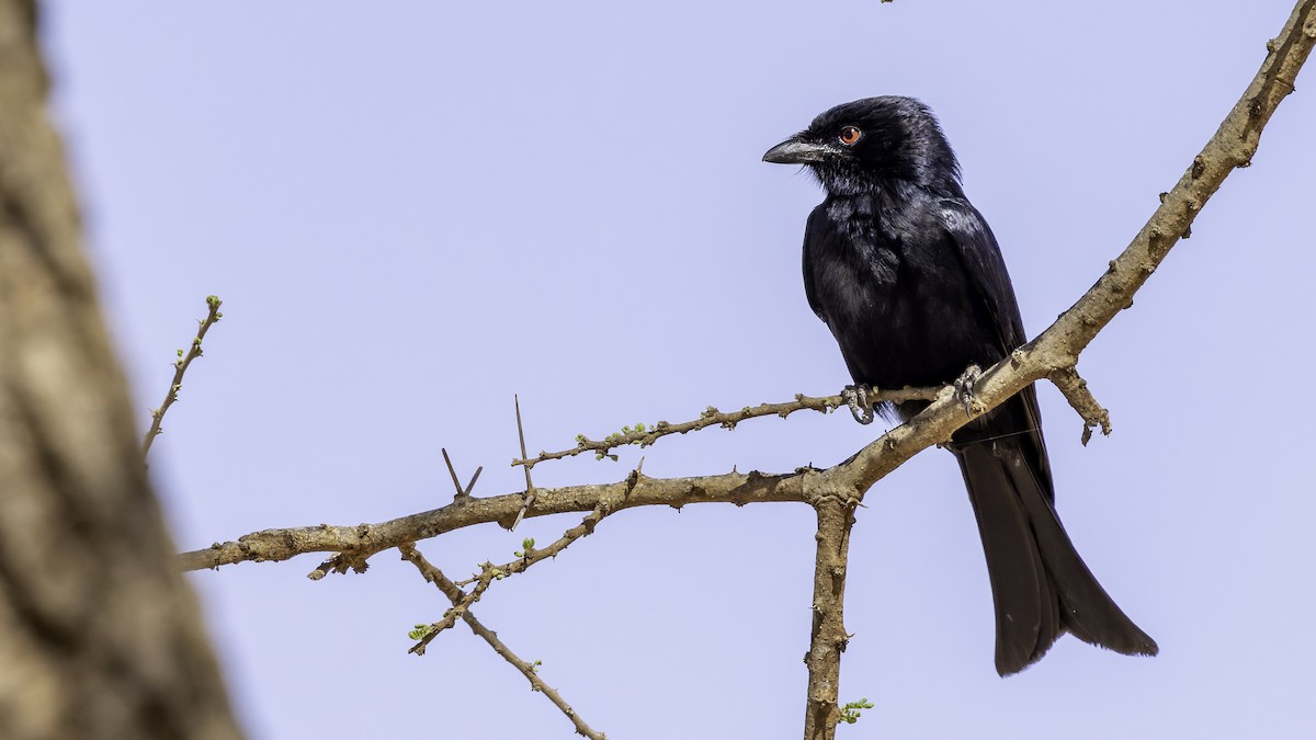 Fork-tailed Drongo (Glossy-backed) - ML634990819