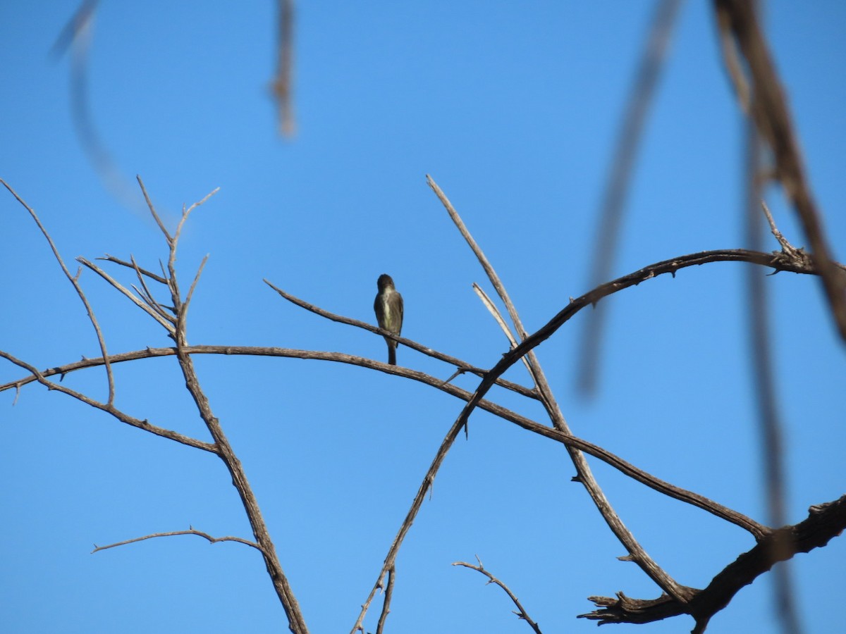 tyranovec severský - ML634990840