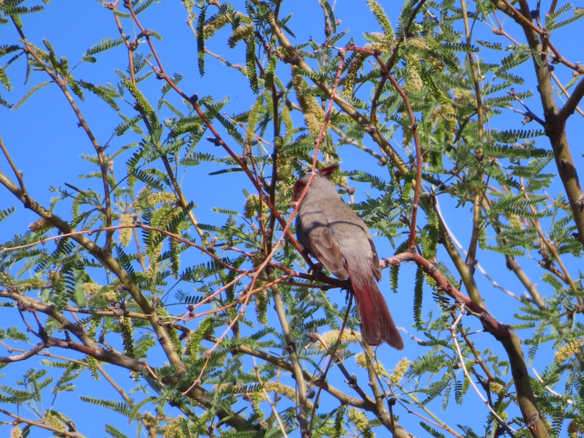 Pyrrhuloxia - ML634990841