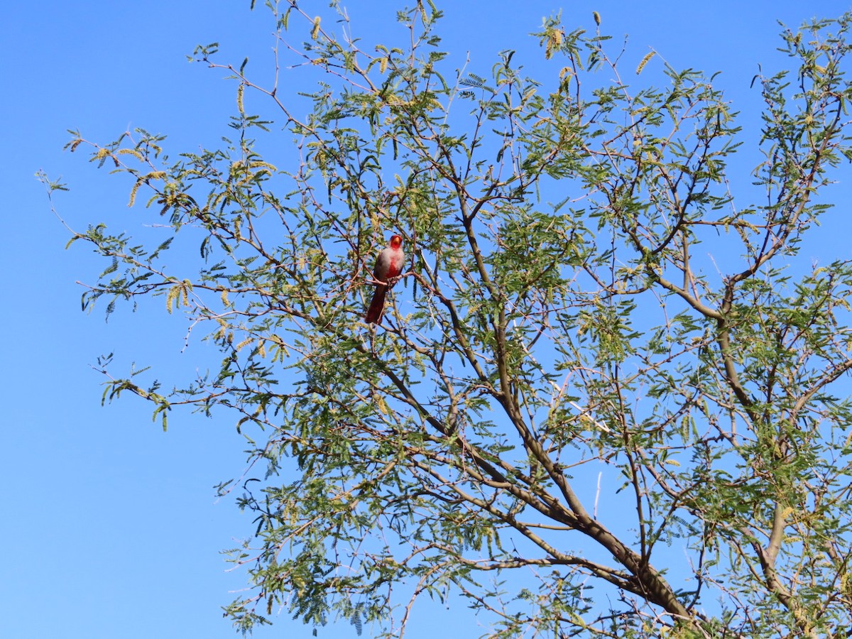 Pyrrhuloxia - ML634990843