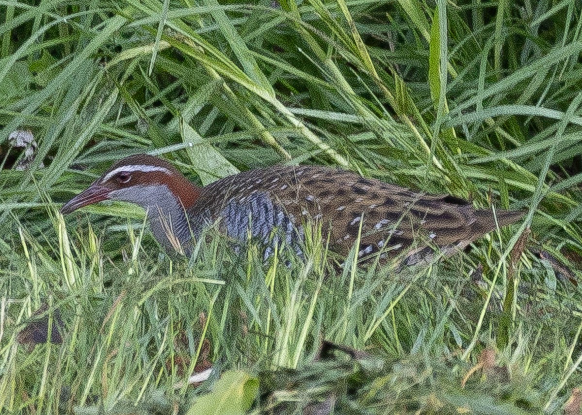 Buff-banded Rail - ML634990858