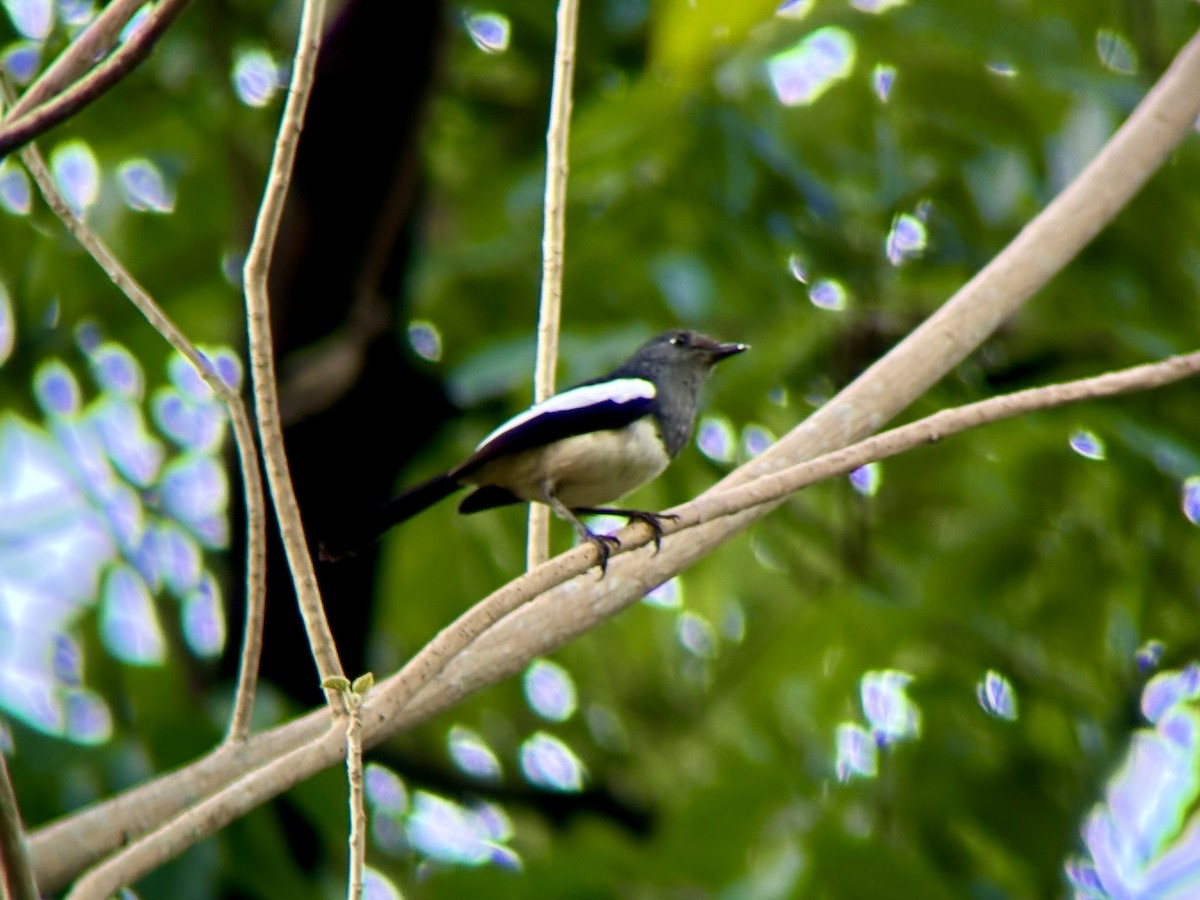 Philippine Magpie-Robin - ML634990870