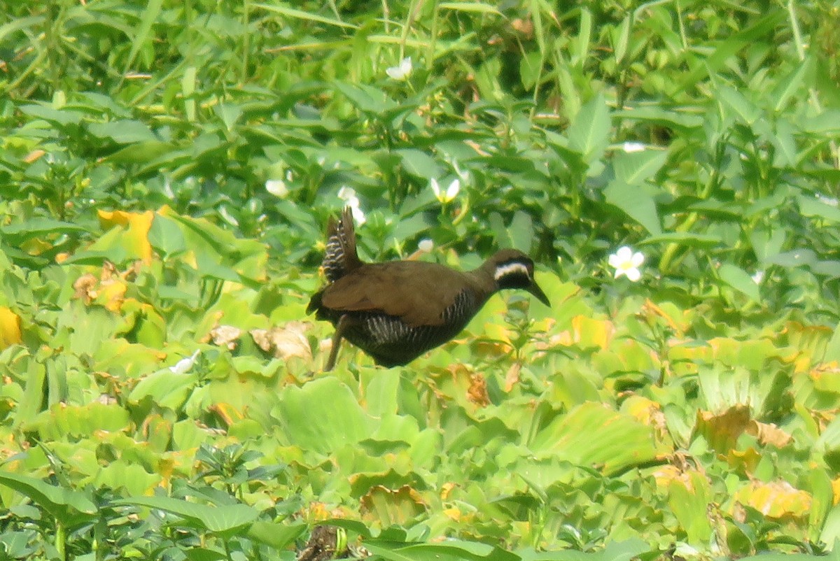 Barred Rail - ML634990886