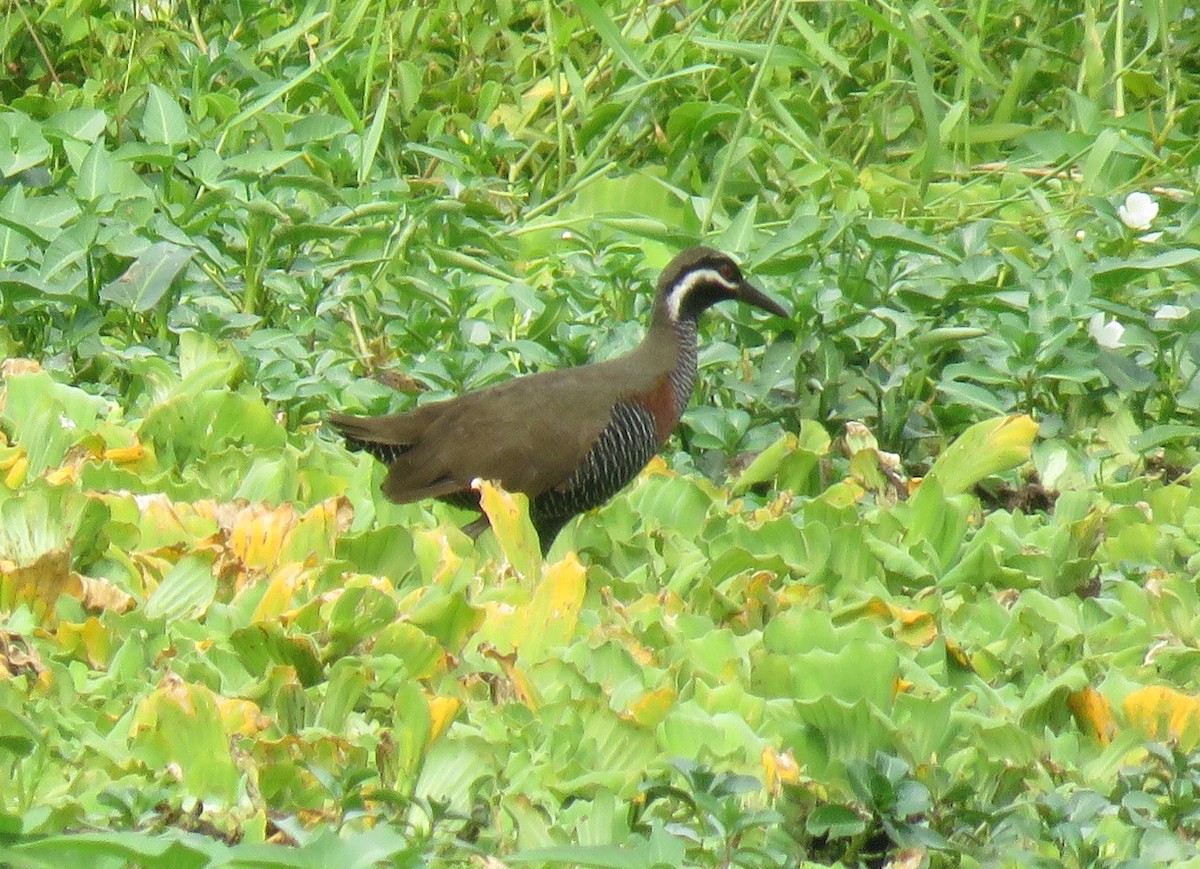 Barred Rail - ML634990893
