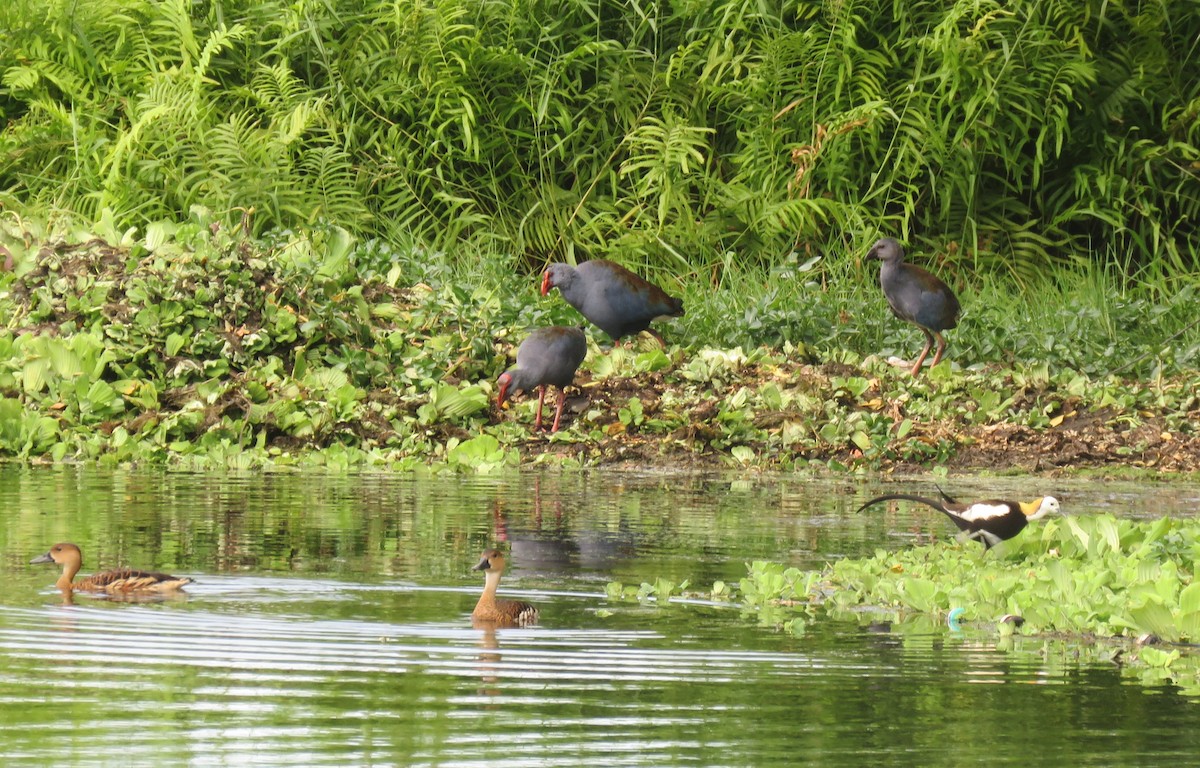 Philippine Swamphen - ML634990920