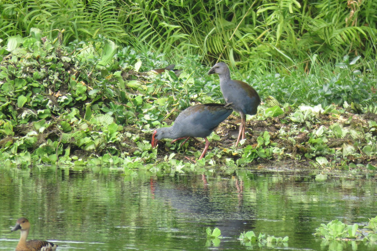 Philippine Swamphen - ML634990924