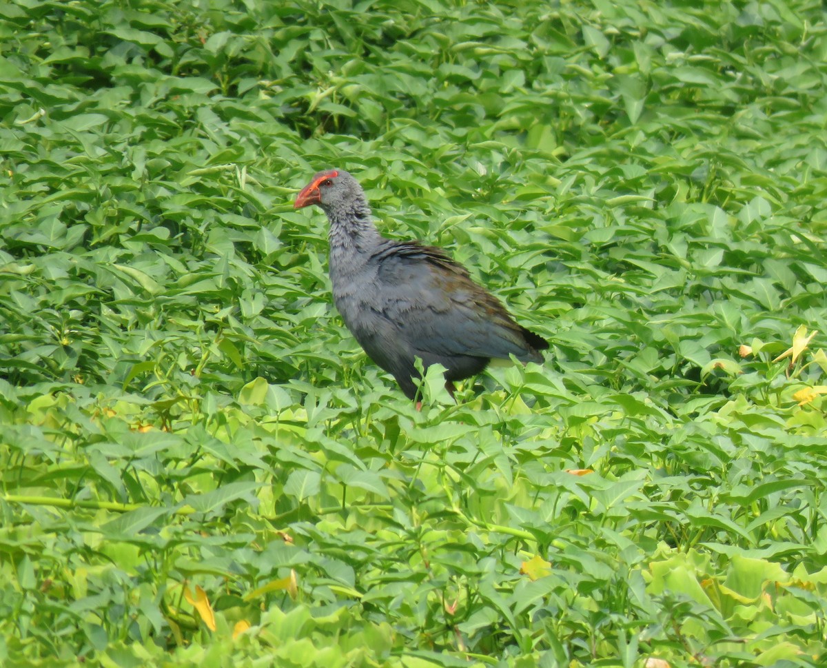 Talève des Philippines - ML634990947