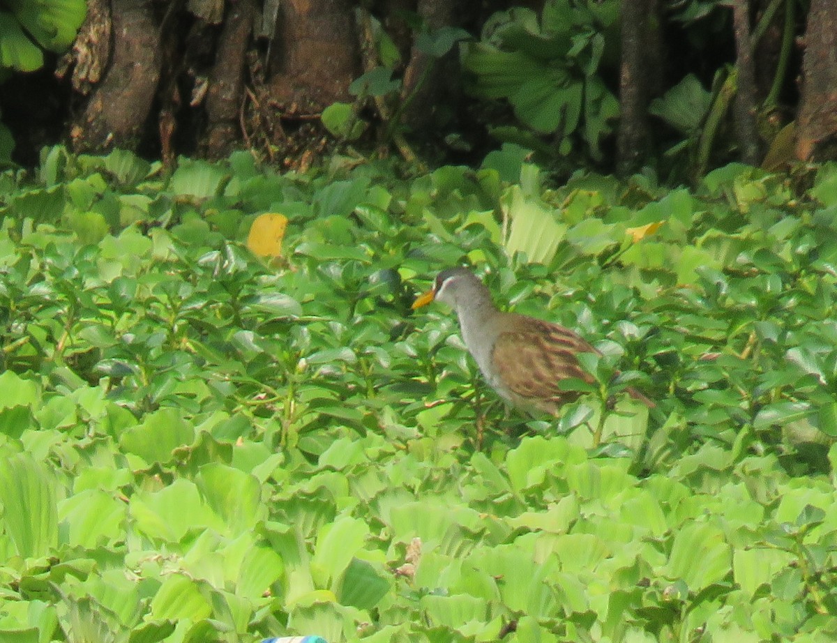 White-browed Crake - ML634990976