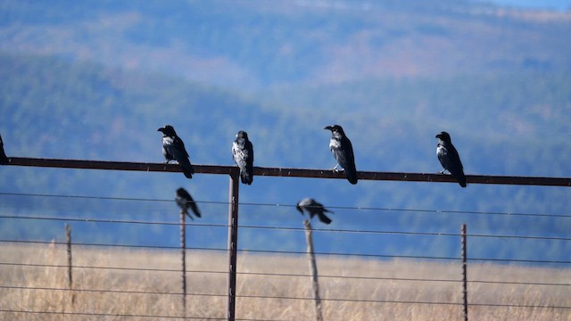 Common Raven - ML634991001