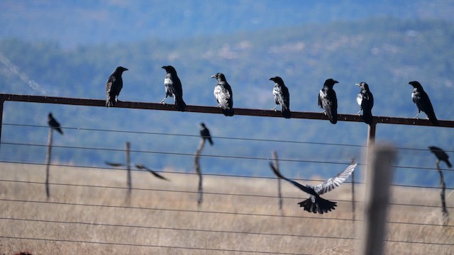 Common Raven - ML634991002