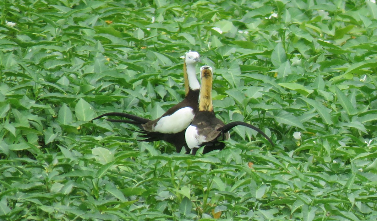 Pheasant-tailed Jacana - ML634991517