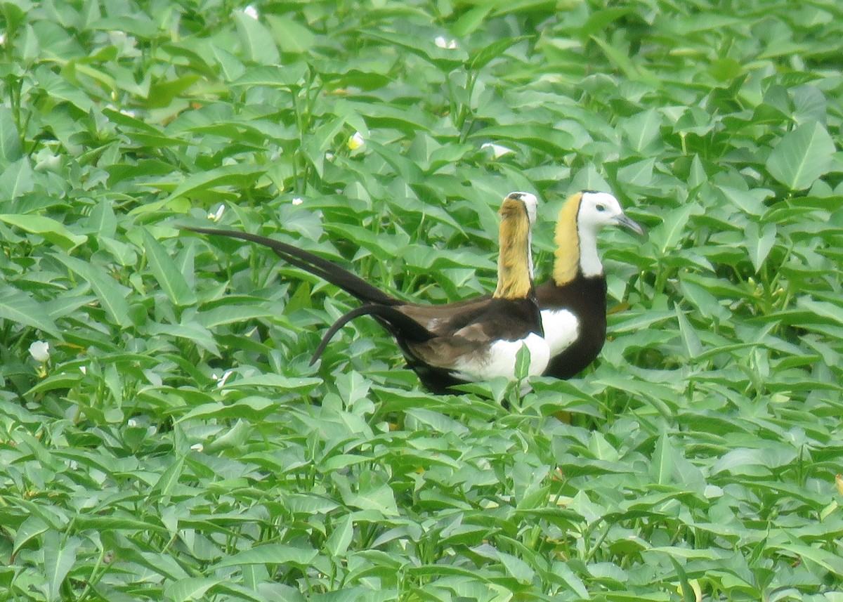 Pheasant-tailed Jacana - ML634991518