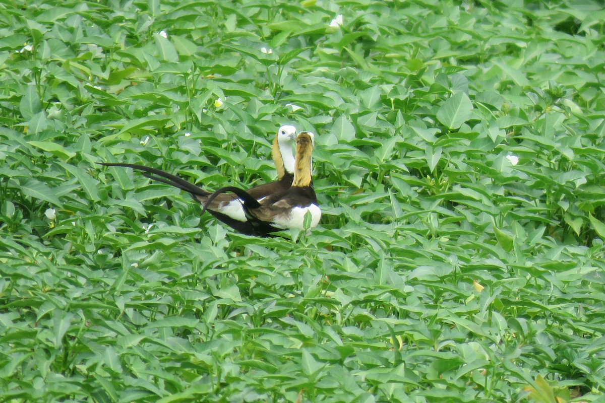 Pheasant-tailed Jacana - ML634991520