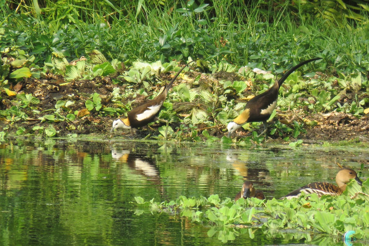 Jacana à longue queue - ML634991521