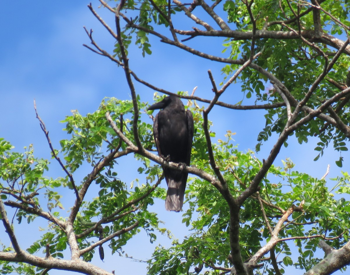 Philippine Jungle Crow - ML634991606