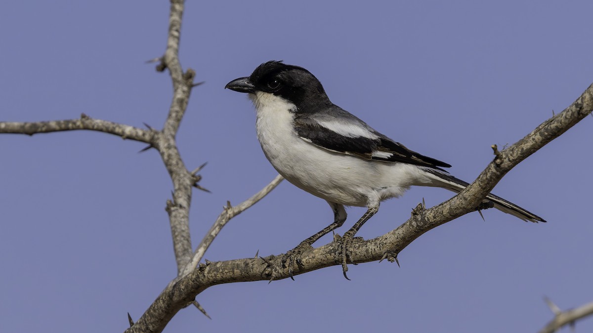 Somali Fiscal - ML634991680