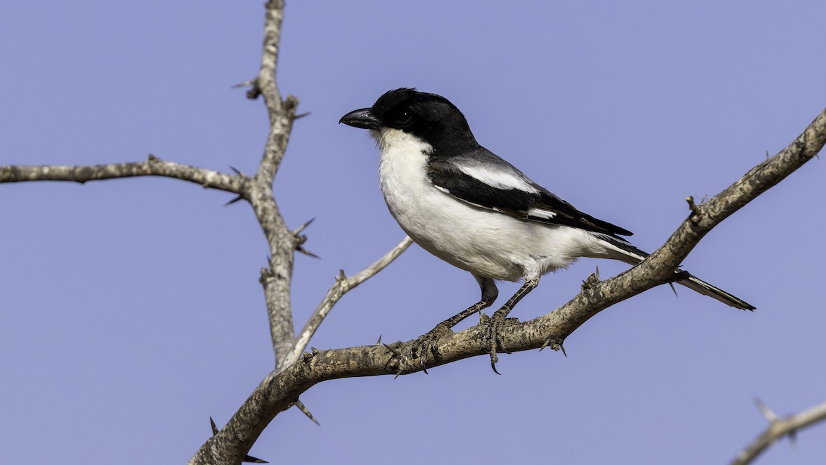 Somali Fiscal - ML634991682