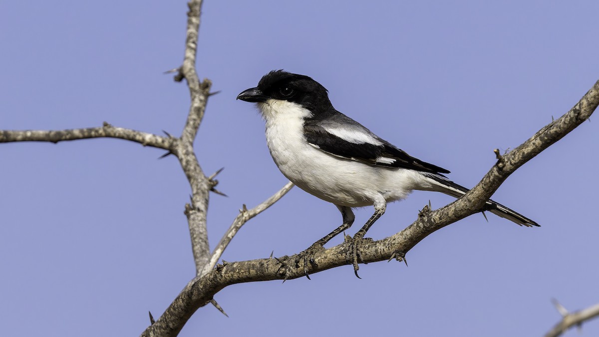 Somali Fiscal - ML634991683