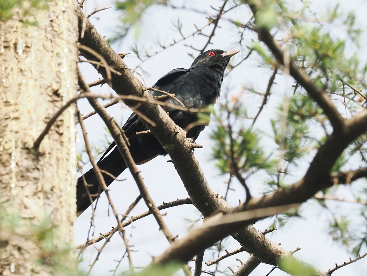 Asian Koel - ML634991700