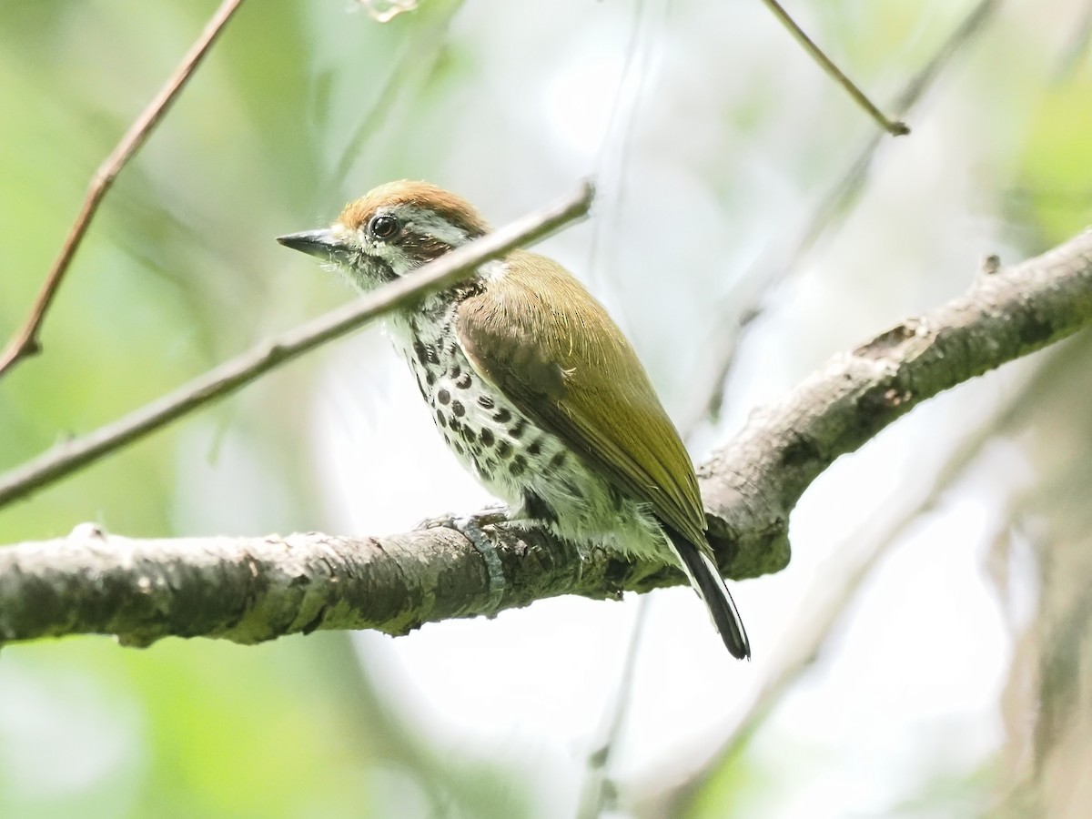 Speckled Piculet - ML634991725