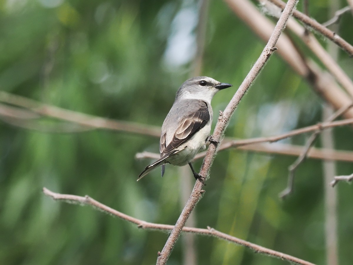 Brown-rumped Minivet - ML634991733