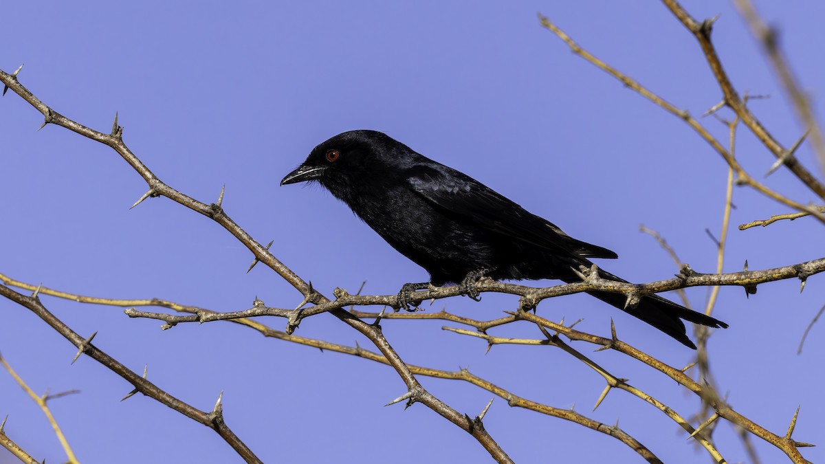 Fork-tailed Drongo (Glossy-backed) - ML634991734
