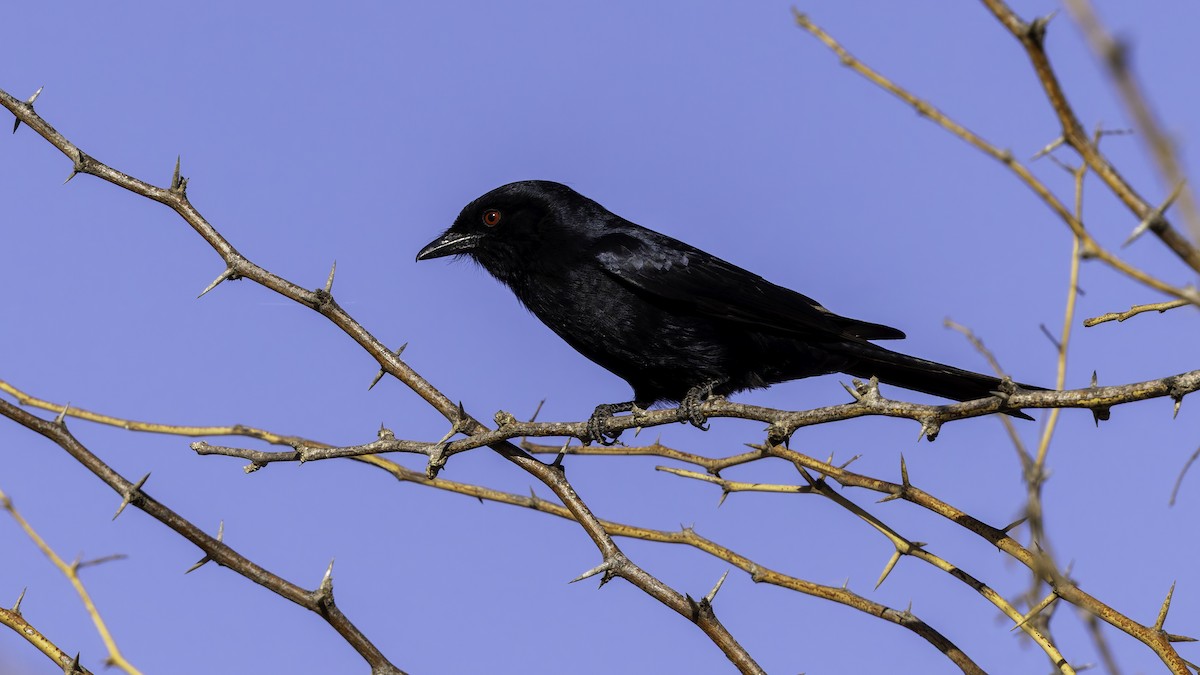 Fork-tailed Drongo (Glossy-backed) - ML634991735