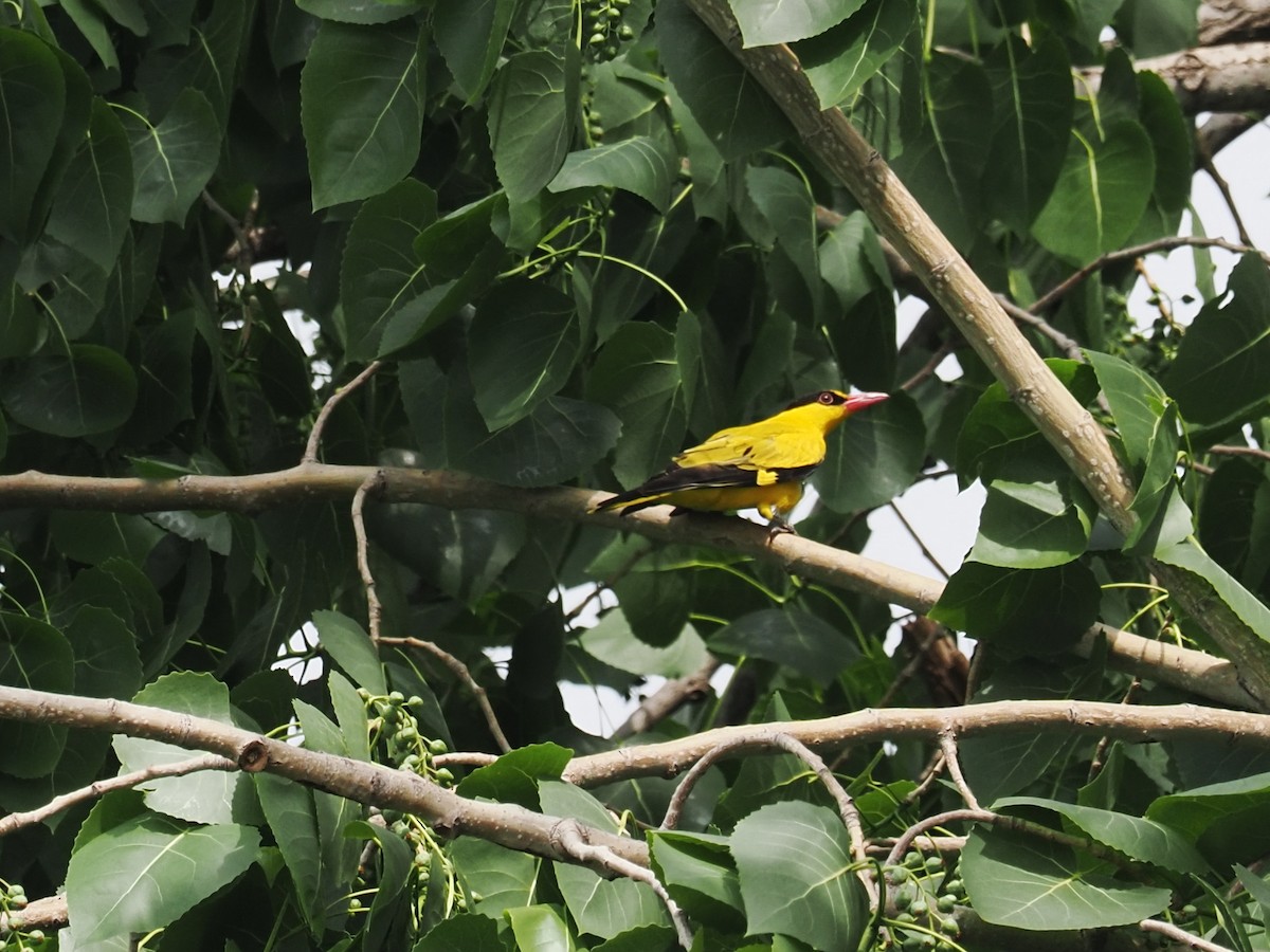 Black-naped Oriole - ML634991737