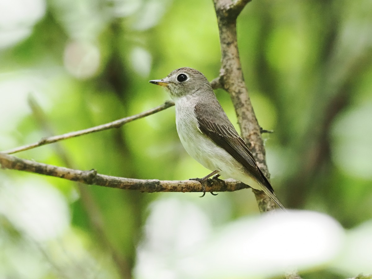 Asian Brown Flycatcher - ML634991744