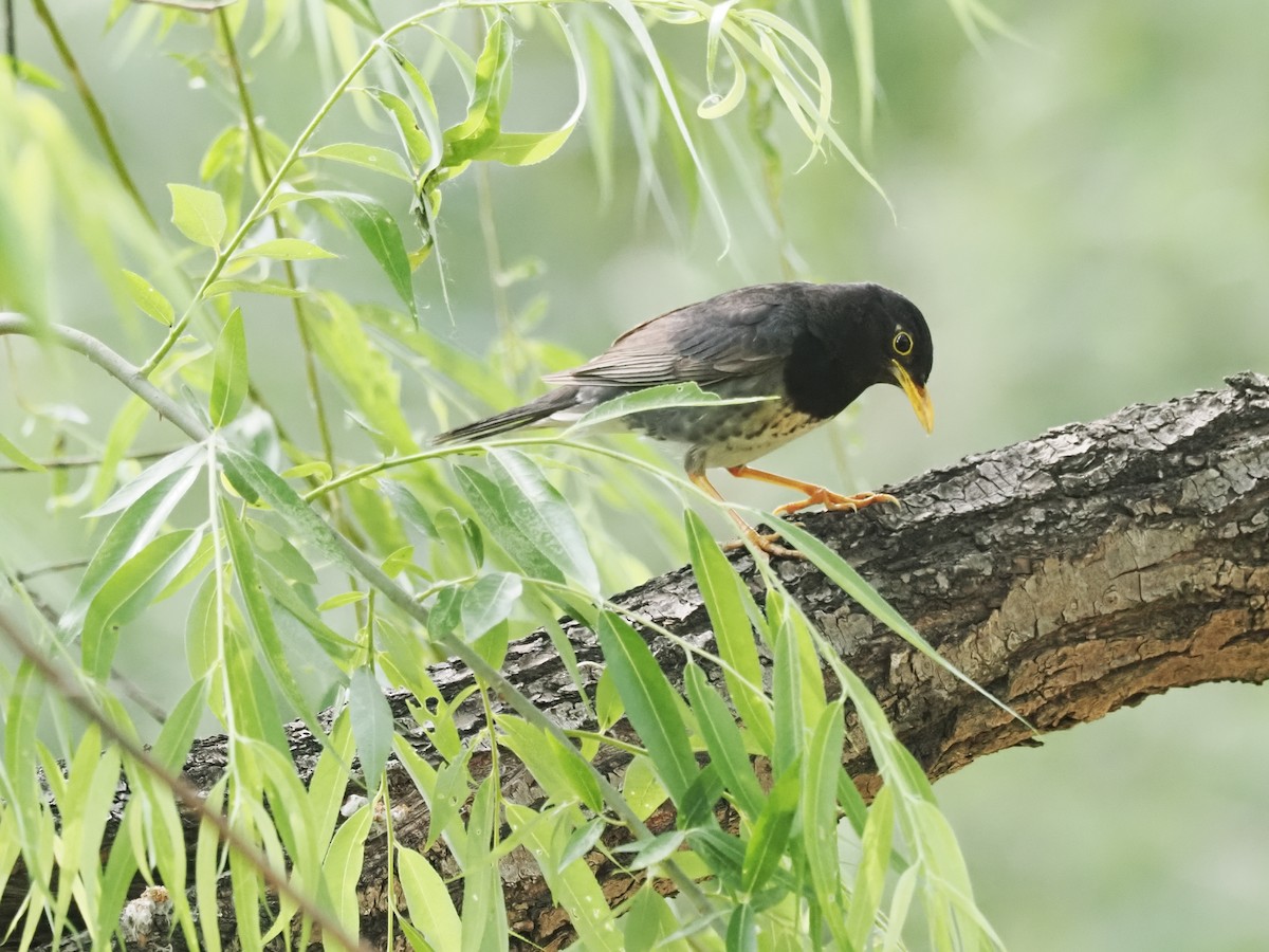 Japanese Thrush - ML634991750